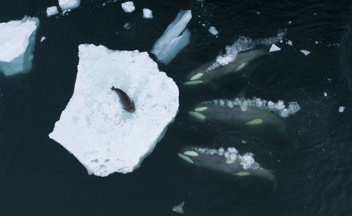 WHALES MAKING WAVES
BERTIE GREGORY / WILDLIFE PHOTOGRAPHER OF THE YEAR 2023 / WINNER, BEHAVIOUR: MAMMALS

DETALLES TÉCNICOS: DJI MAVIC 2 PRO + HASSELBLAD L1D-20C + LENTE DE 28 MM F2.8; 1/120 A F4; ISO 100
